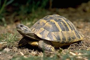 griekse-landschildpad